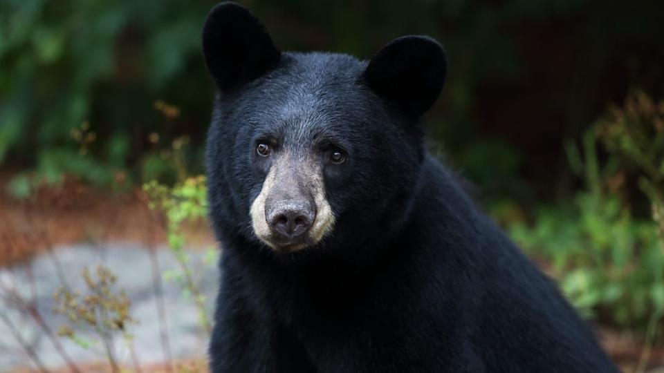 Stock photo of a black bear. A black bear appears to be making itself at home in a southwest Florida golf community.