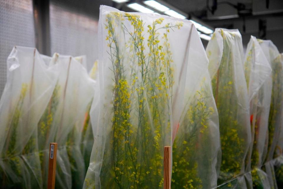 Gene edited mustard plants are covered with a material to keep them from pollinating inside a grow chamber at Pairwise in Research Triangle Park.