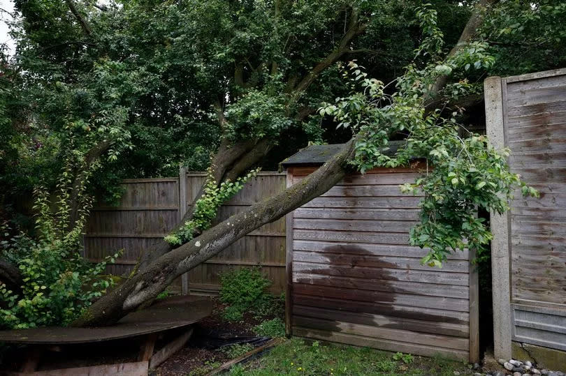 The tree Mr Khan fears could collapse at any moment