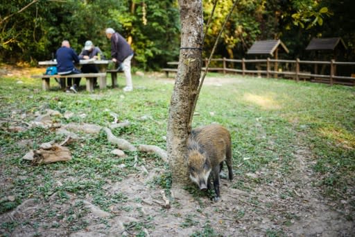 In Hong Kong boars have been filmed running alongside vehicles on roads, jogging down beaches filled with sunbathers, sniffing the tarmac at the city's international airport -- and even falling through the ceiling of a children's clothing store