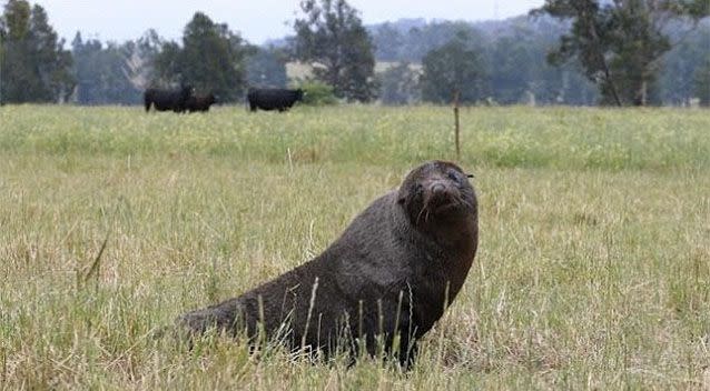 The seal was found in a paddock near grazing cows. Photo: NPWS