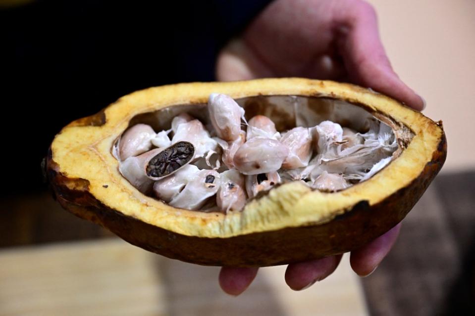 Processors who turn the cocoa beans into butter and liquor cannot afford to buy the beans. AFP via Getty Images