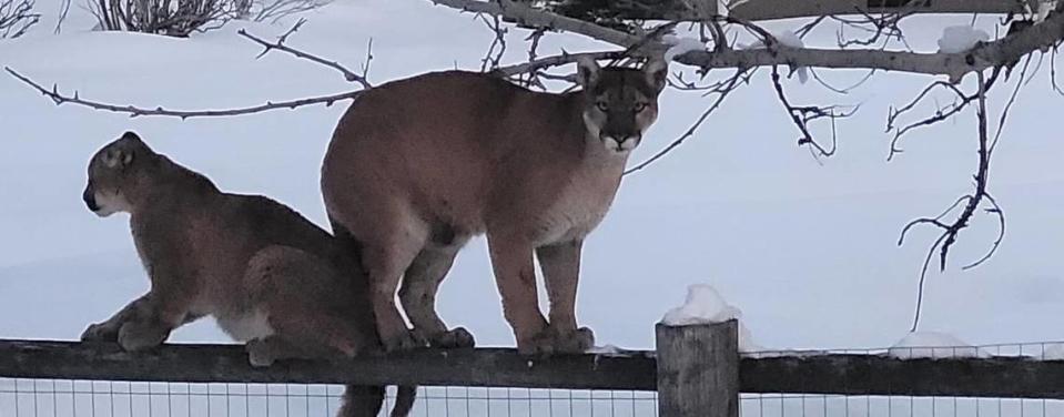 This March 2023 Idaho Department of Fish and Game photo shows a female mountain lion with a kitten perched on a fence in Blaine County. IDFG