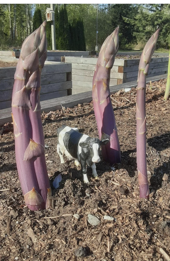 A mini cow was placed in the dirt and it gives off that illusion.