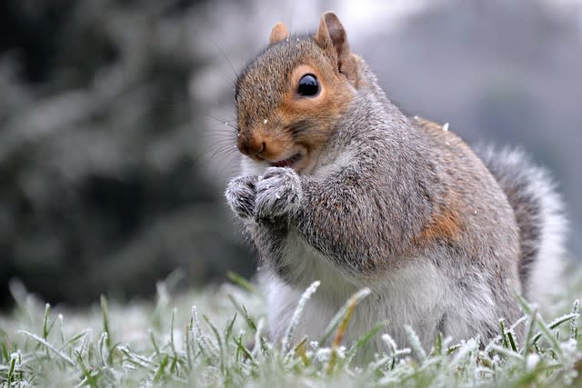 Frosty Squirrel