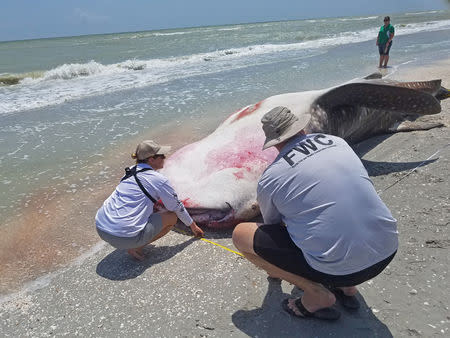 A dead whale shark is examined after being washed up along the shore of Sanibel Island, Florida, U.S., in this photo taken July 22, 2018. Courtesy of Florida Fish and Wildlife Conservation Commission/Handout via REUTERS