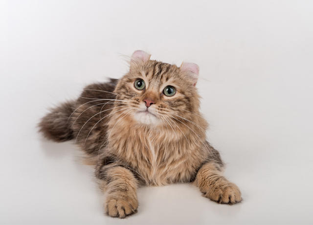 Unique Cat Breeds - PetFocus Eastern Shore Veterinary Hospital