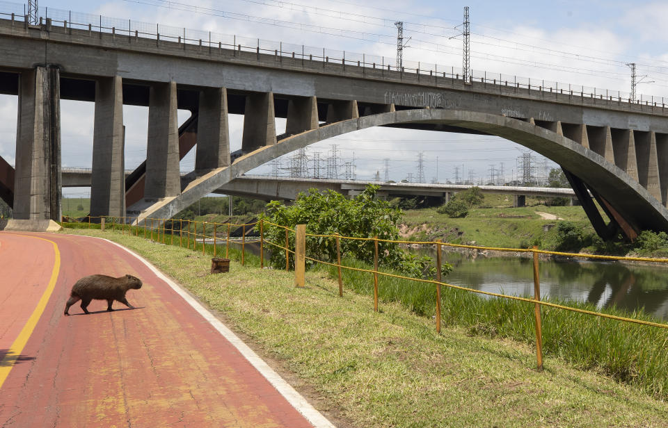 Una capibara cruza una senda ciclista a orillas del río Pinheiros, en Sao Paulo, Brasil, el 22 de octubre de 2020. Tras años afectado por vertidos de aguas residuales y basura, el gobierno estatal de Sao Paulo está intentando de nuevo limpiar el río Pinheiros, considerado uno de los más contaminados del país. (AP Foto/Andre Penner)