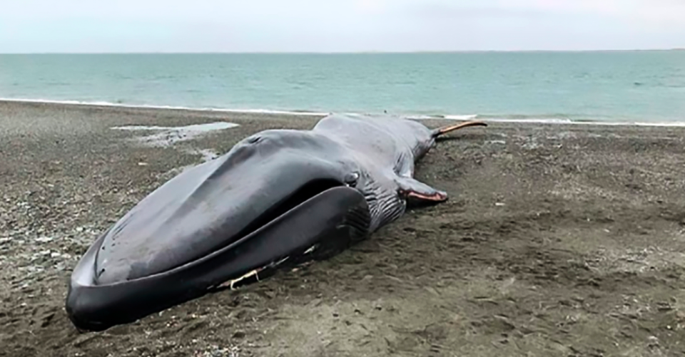 <em>The carcass washed up on a popular beach in Chile (CEN)</em>