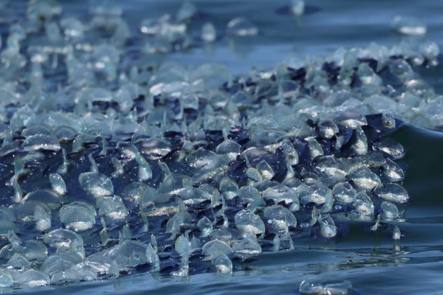 Velella velella captured off the coast near Newport Beach on April 26, 2024. (Jenna Mckune /Davey’s Locker)