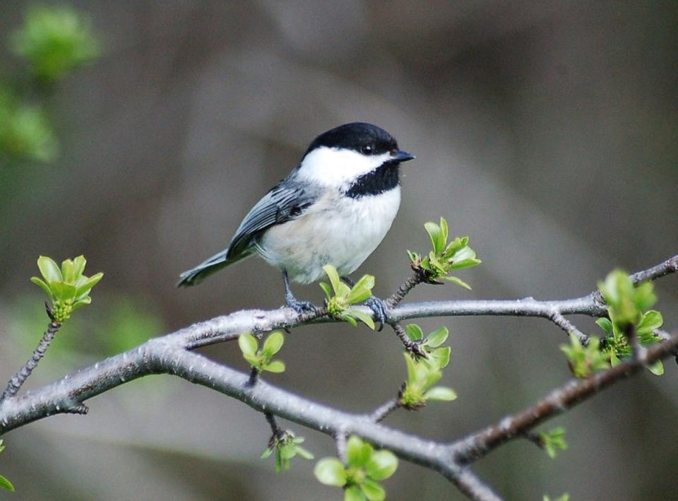 small black and white bird