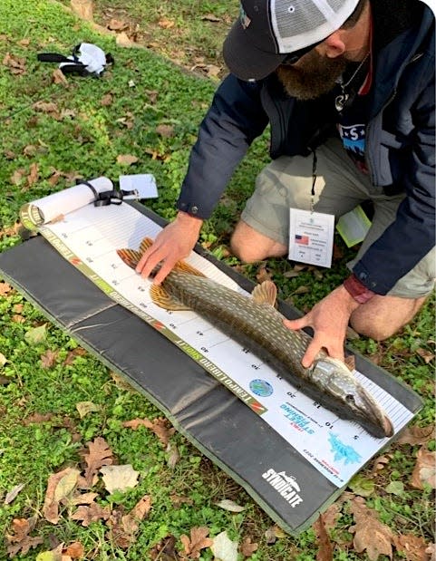 A northern pike caught by the USAngling team is measured at the 2023 Street Fishing World Championship in Mantova, Italy.