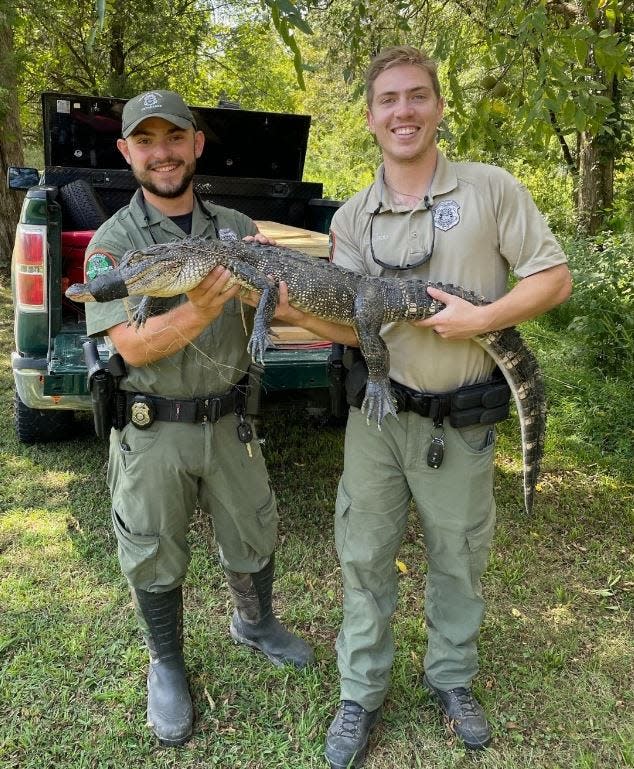 State agents from the Tennessee Wildlife Resources Agency trapped a four-foot alligator Monday in Rhea County.