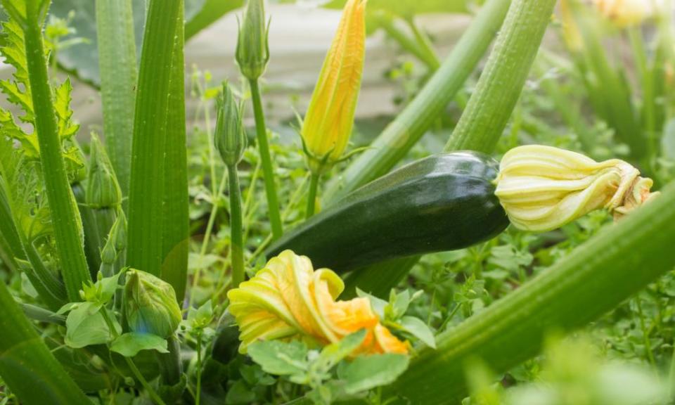 Courgette plant