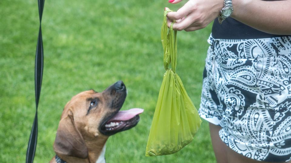 Dogs may eat poop for a number of reasons, including anxiety, attention, isolation or confinement.