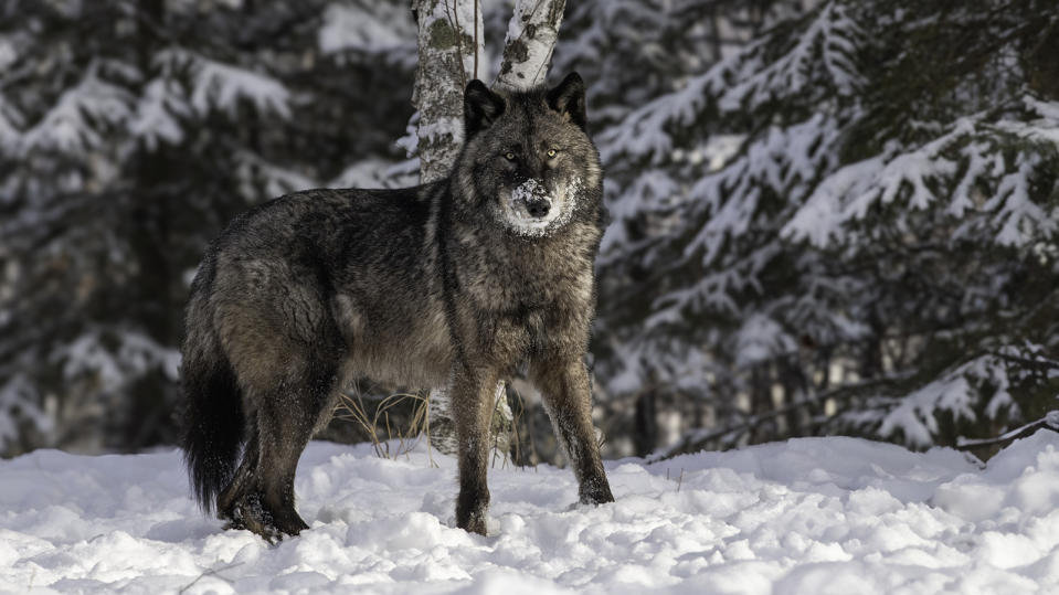 Tundra wolf