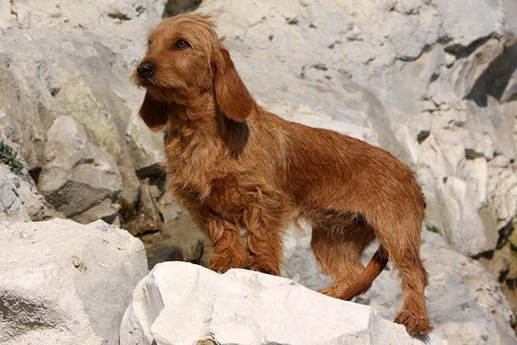 medium dogs basset fauve de bretagne