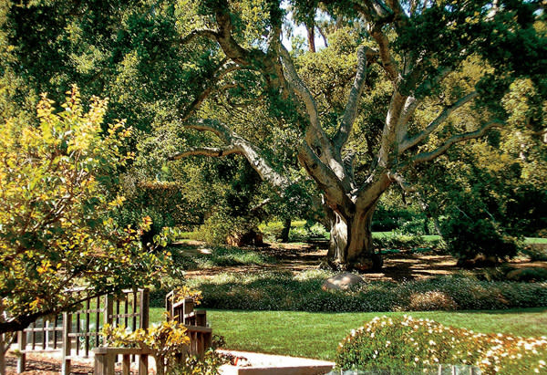 Oprah's Santa Barbara Backyard