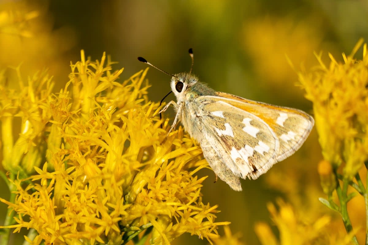 Rare Butterfly Geothermal Project (ASSOCIATED PRESS)