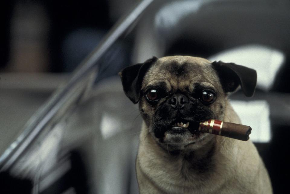 Dieser Mops spielt eine der lustigsten Nebenrollen der Kinogeschichte: Frank aus "Men in Black" macht im Smoking und mit Zigarre eine gute Figur als sprechender Geheimagent. Ein Leben ohne Mops ist bekanntermaßen möglich, aber sinnlos. (Bild: Columbia TriStar)