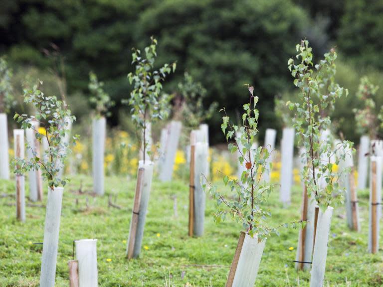 Twenty-two million trees were planted in Scotland last year as part of a push to tackle the “global climate emergency“, official figures show. However, England is falling significantly short of its targets. A total of 11,200 hectares were covered Scotland – well exceeding the current annual target of 10,000, according to government statistics. But in England just 1,420 hectares of woodland was planted, despite a target of 5,000 being set, figures from the Forestry Commission suggest. This means they missed their annual target by seven million. While the overall figures for the UK in the year to 31 March are up, that success is down to large increases in Scotland, Wales and Northern Ireland, the Woodland Trust said.The percentage of woodland cover in the UK remains at 13 per cent, with 10 per cent in England, 15 per cent in Wales, 19 per cent in Scotland and eight per cent in Northern Ireland.The number of trees planted in Scotland now represents 84 per cent of the UK total. Increasing the number of trees being planted is part of the country’s efforts to tackle climate change, with a target of 15,000 hectares a year set to be in place from 2024-25.After the latest figures were released, Abi Bunker, from the Woodland Trust, said: “The UK needs renewed ambition when it comes to tree planting and woodland expansion. The scale of what needs to be achieved to reach net zero targets is obvious; it will necessitate a three-fold increase on current levels.“Let’s not shy away from the truth. It will be a challenge, it will cost money, it will mean tough choices, but the human race is at a crossroads for our environmental future. To avoid climate breakdown we have to act, that’s the reality we live in, tough choices, big challenge, but we can all rise to meet it head on.”Scotland’s Rural Economy Secretary Fergus Ewing hailed the success of the scheme.“This is fantastic news that we’ve smashed the targets,” he said. “It is testament to the Scottish Government making forestry a priority and investing and helping growing the industry. The whole tree planting effort has truly been a national endeavour with all forestry interests, both large and small, pulling together.“With an increase in tree planting in the pipeline, it is now more important than ever to make sure the right trees are planted in the right places.”He added that tree planting was increasingly important in the fight against climate change, with around 9.5 million tonnes of carbon dioxide being removed from the atmosphere by Scottish forests. Carol Evans, of Woodland Trust Scotland, said the country is “ahead of the curve” on tree planting when compared to the rest of the UK.“The urgency for action on climate change is starting to hit home. At the same time the role trees can play in soaking up carbon is also becoming more generally recognised. Scotland has been ahead of the curve on this compared to the rest of the UK and we are absolutely delighted that the planting targets have finally been met.“We need to keep this momentum going. We need to both expand the area of Scotland’s woods and significantly improve the condition of the forest habitats we already have.”Environment secretary Michael Gove promised a national tree-planting campaign with a £50m pledge for 10 million new rural trees and £10m for 130,000 urban trees. Meanwhile, Theresa May this week announced a legally binding target to end the UK’s contribution to climate change by 2050.The Government laid out legislation in Parliament to set a new target to cut emissions to “net zero” by the middle of the century. The statutory instrument will amend the existing goal to cut climate pollution by 80 per cent by 2050, which was agreed by MPs under the Climate Change Act in 2008.Additional reporting by Press Association