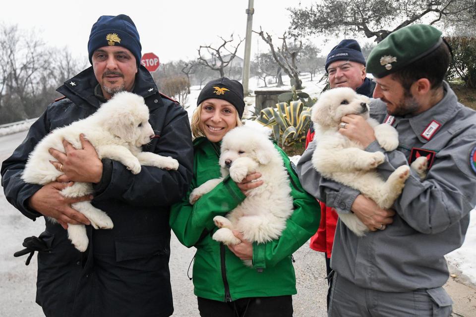Rescuers hold three puppies that were found alive in the rubble of the avalanche-hit Hotel Rigopiano, near Farindola, central Italy, Monday, Jan. 22, 2017. Emergency crews digging into an avalanche-slammed hotel were cheered Monday by the discovery of three puppies who had survived for days under tons of snow, giving them new hope for the 23 people still missing in the disaster. (Alessandro Di Meo/ANSA via AP)
