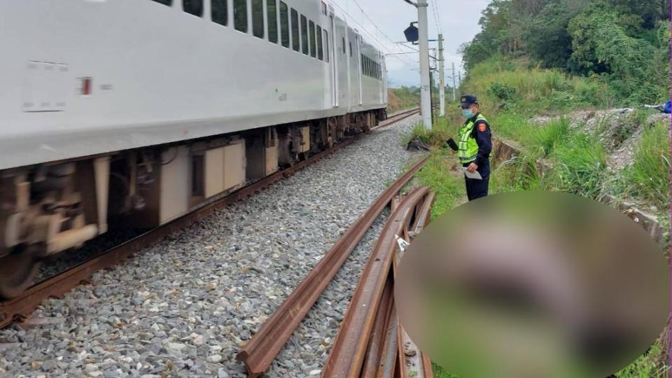 由於有牛隻入侵路線，太魯閣號在富里=東竹剎車不及撞上。（圖／民眾提供）