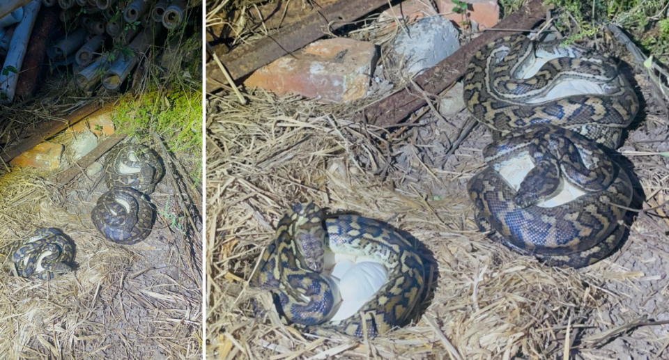 Three pythons laying on their eggs in Woodford, Queensland