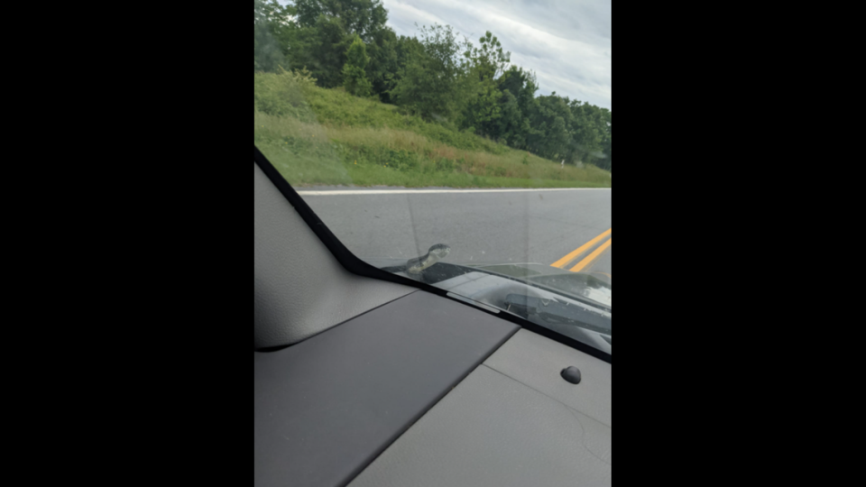 The Midlands woman snapped this picture when the snake first appeared.