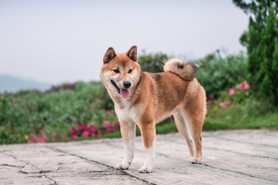 Shiba Inu dog.