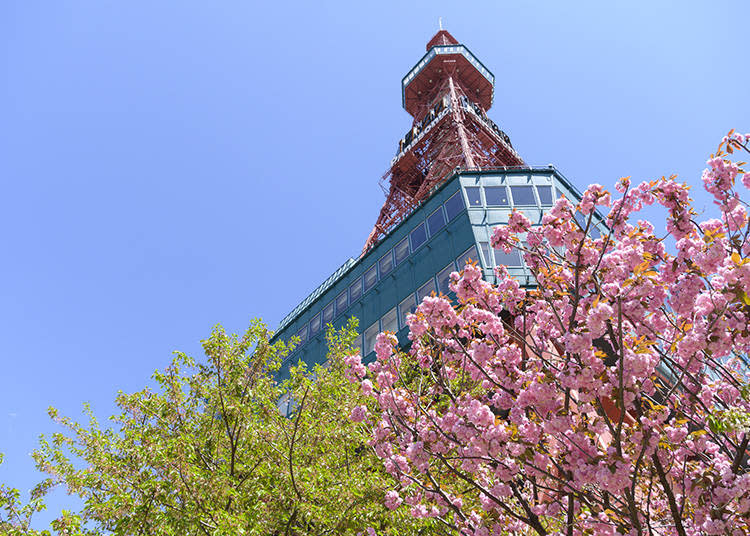 Sapporo TV Tower (Photo: PIXTA)