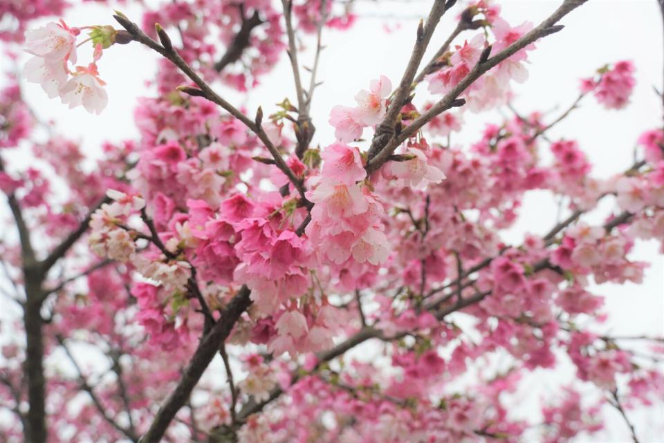 北52往代天府奉天宮路上粉嫩櫻花，是民眾朱進益悉心栽植。   圖：八里區公所提供