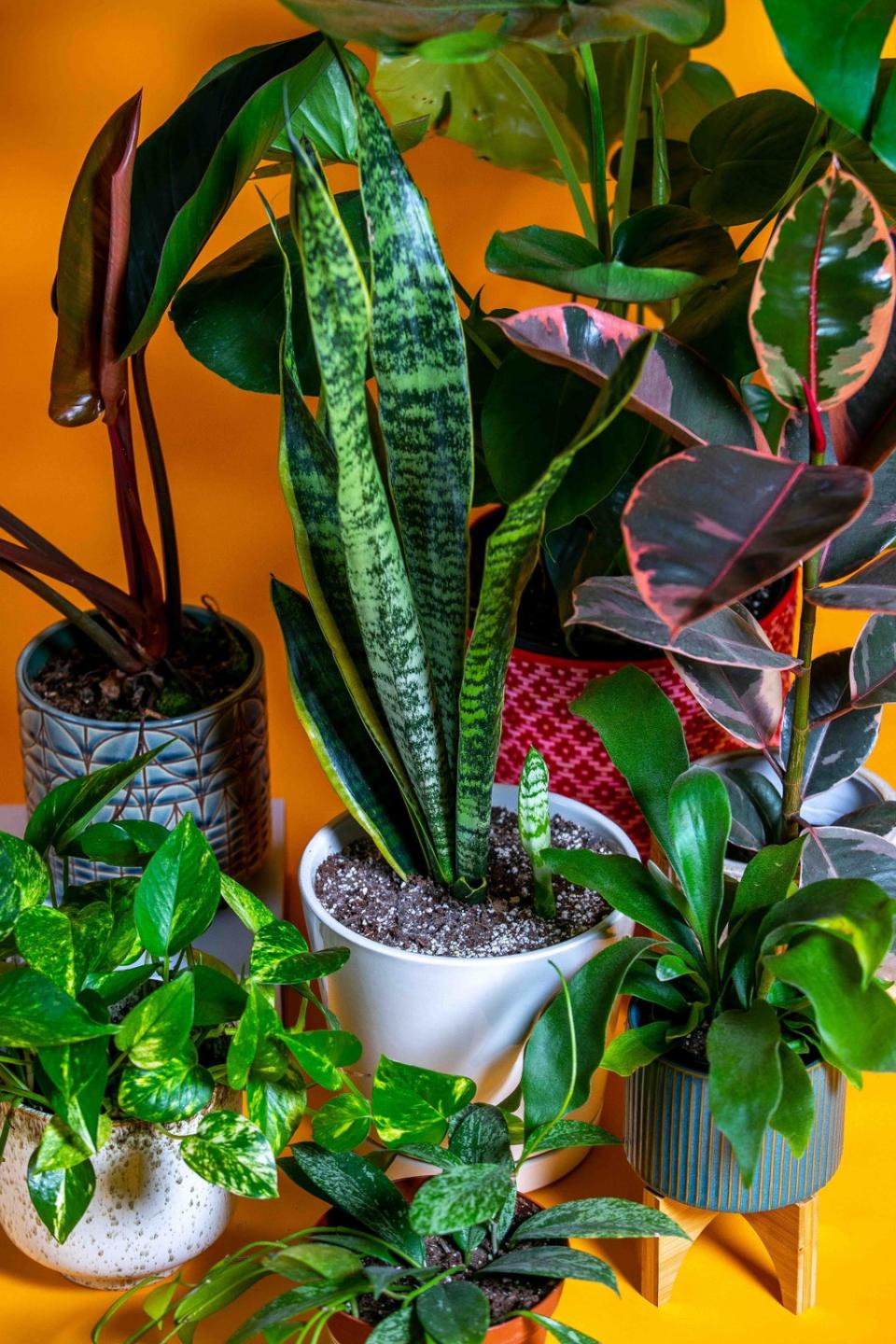 When moving, put small and medium plants together in a box and add newspaper or bubblewrap between them (The Washington Post/Mariah Miranda)