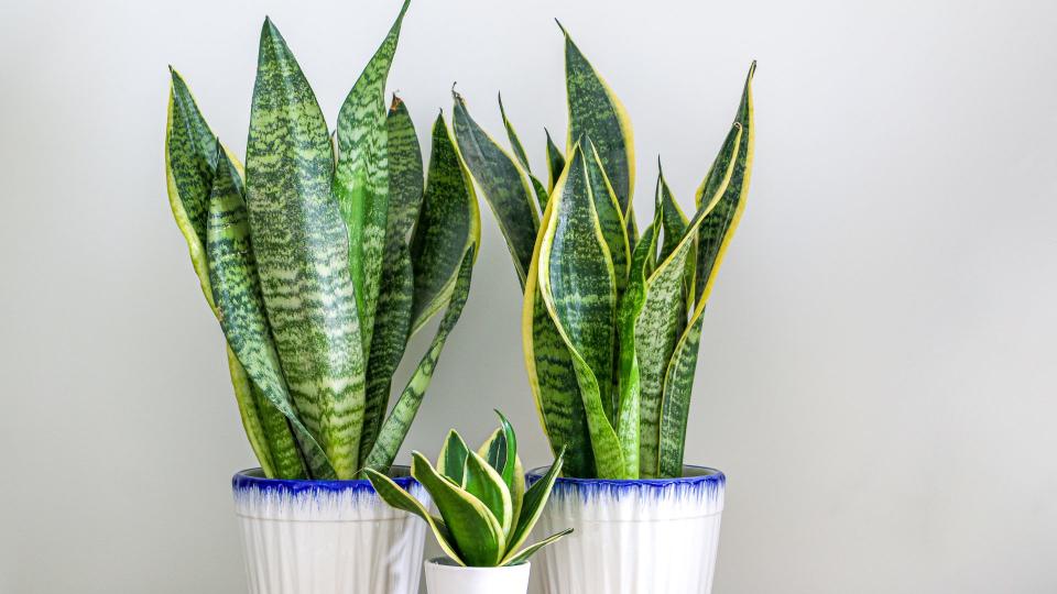 Snake Plant (Dracaena trifasciata)