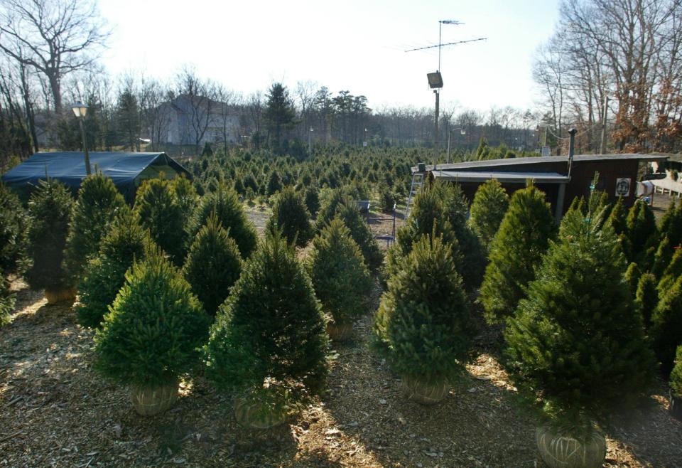 Trees at Picea Acres in Jackson.