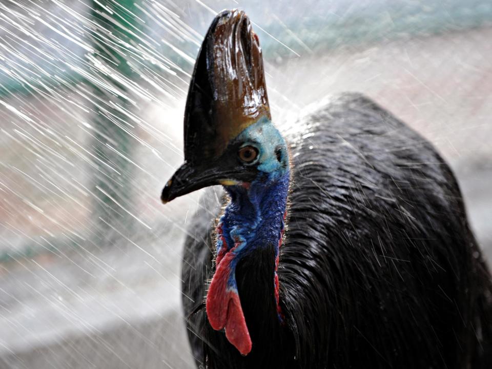 ‘World’s most dangerous bird’ kills owner after attacking him when he fell over at Florida home