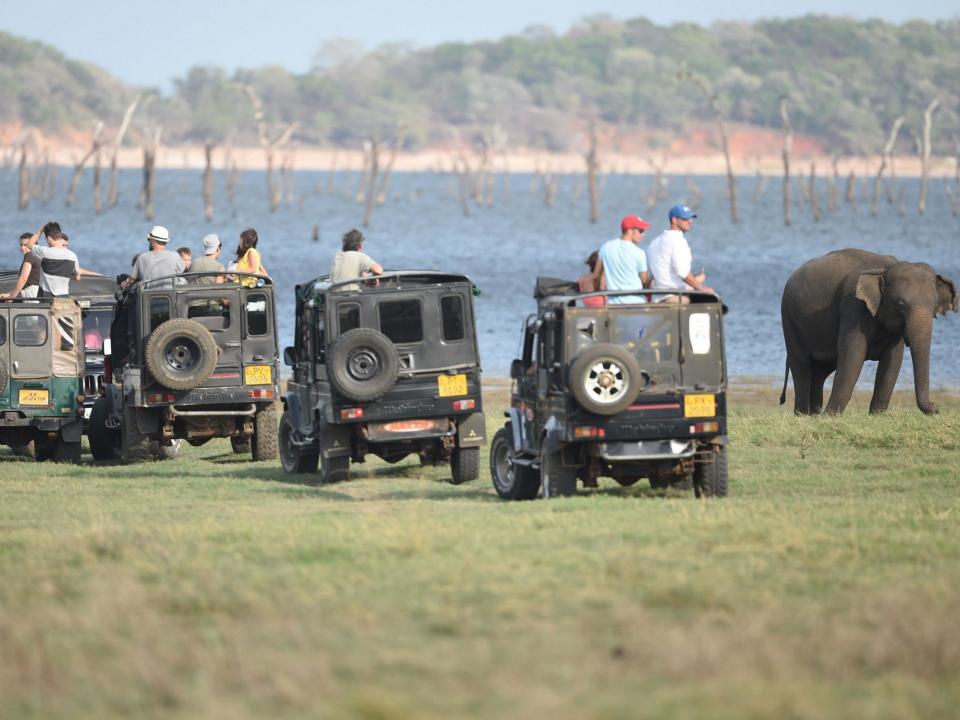 Safari tourists harm elephants’ health and make them violent, researchers find