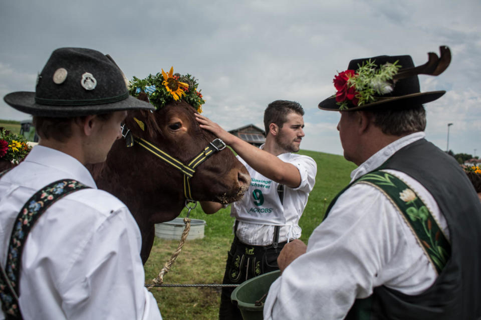 <p>Participants wearing traditional Bavarian lederhosen wait for competing in the 2016 Muensing Oxen Race (Muensinger Ochsenrennen) on August 28, 2016 in Muensing, Germany. (Photo: Matej Divizna/Getty Images)</p>