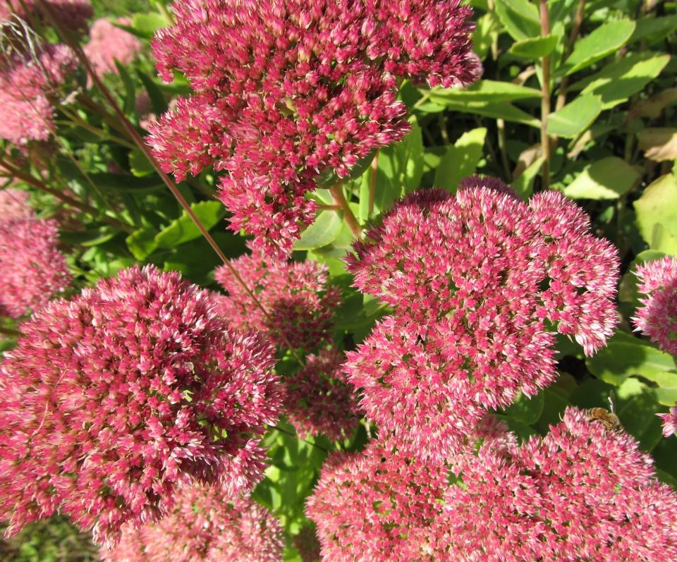 Most sedum plants like this Autumn Joy sedum are very resistant to any species of powdery mildew.