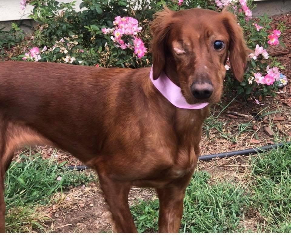 A potential restitution amount to be awarded to the owners of this red Irish setter named Lucy, who was blinded in August 2000 by a shotgun blast, was discussed Thursday during a hearing in Shawnee County District Court.