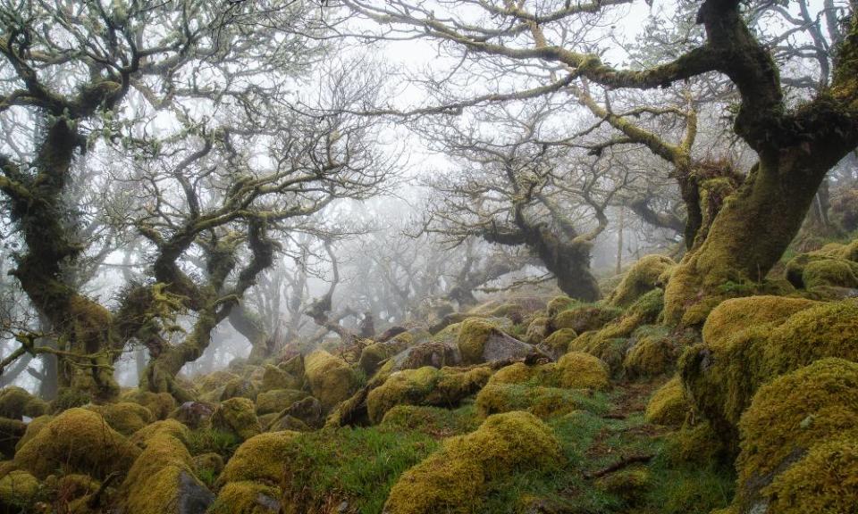 <span>Photograph: Devon and Cornwall Photography/Getty</span>