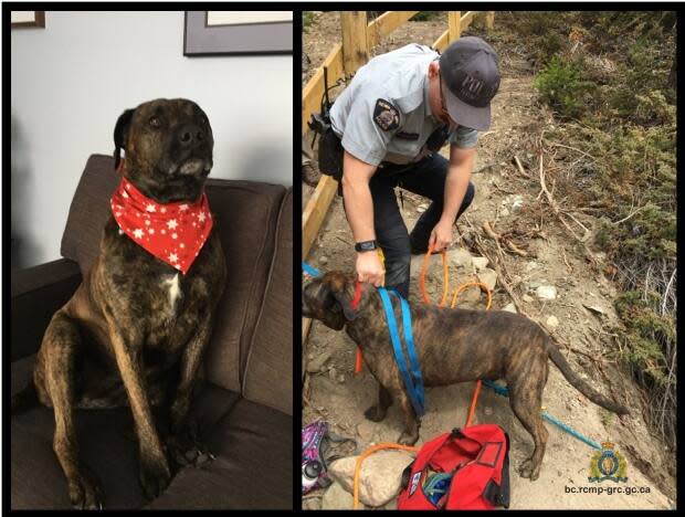 A rescue dog was pulled from a cliff over Mimi Falls in the B.C. Interior on April 28, 2021 (Margot Wikjord - image credit)