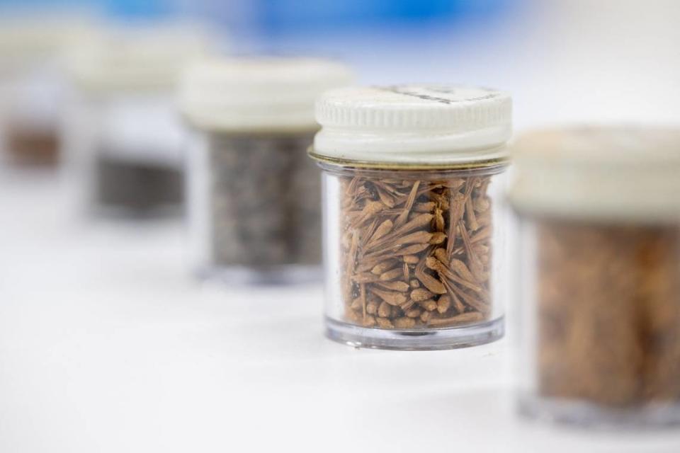 California sycamore seeds are stored a small bottle at the Lewis A. Moran Reforestation Center in Davis. Paul Kitagaki Jr./pkitagaki@sacbee.com
