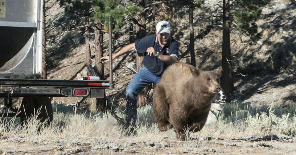 FILE - In this Aug. 9, 2013, file photo, provided by the Nevada Department of Wildlife, Carl Lackey, a long-time Nevada Department of Wildlife biologist, and a dog named ''Rooster'' chase after a California black bear after it was captured and re-released to the wild in the Carson Range southwest of Carson City, Nev. The Nevada Supreme Court says social media comments posted by bear protection activists at Lake Tahoe referring to the longtime state wildlife biologist as a murderer constitute "good faith communications" protected as free speech. The Reno Gazette Journal reports the recent opinion doesn't end a lawsuit that continues in Washoe County District Court. But it settles a key legal question in the dispute between Lackey and an activist at Lake Tahoe. (John Axtell/Nevada Department of Wildlife via AP, File)