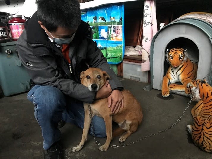 術後10天眼瞼手術傷口完全癒合。   圖：新北市動保處提供