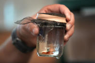 A baby lobster is seen in a jar at the University of New England, Thursday, Sept. 5, 2024, in Biddeford, Maine. (AP Photo/Robert F. Bukaty)