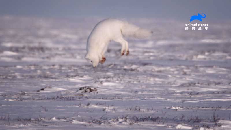 北極狐仔細聆聽地底動靜後施展探雪覓食絕技。（動物星球頻道提供）