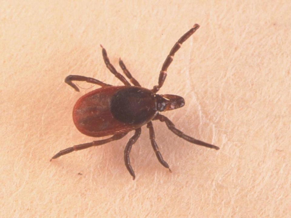 Ticks are becoming more common in parts of the UK: Getty