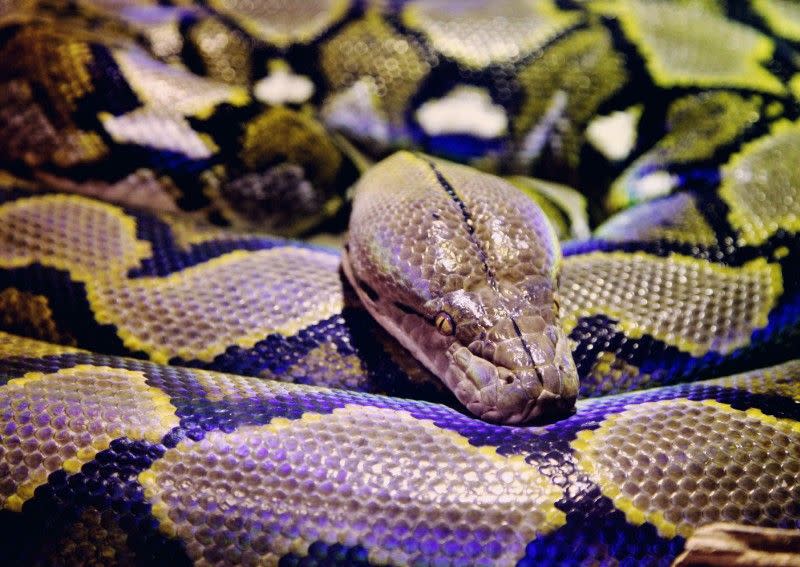 1名16歲的印尼高中生和朋友近期前往東南蘇拉威西省邦巴納縣(Bombana regency, Southeast Sulawesi)健行時，遇到1條長約7尺的巨型蟒蛇，當場被勒斃。