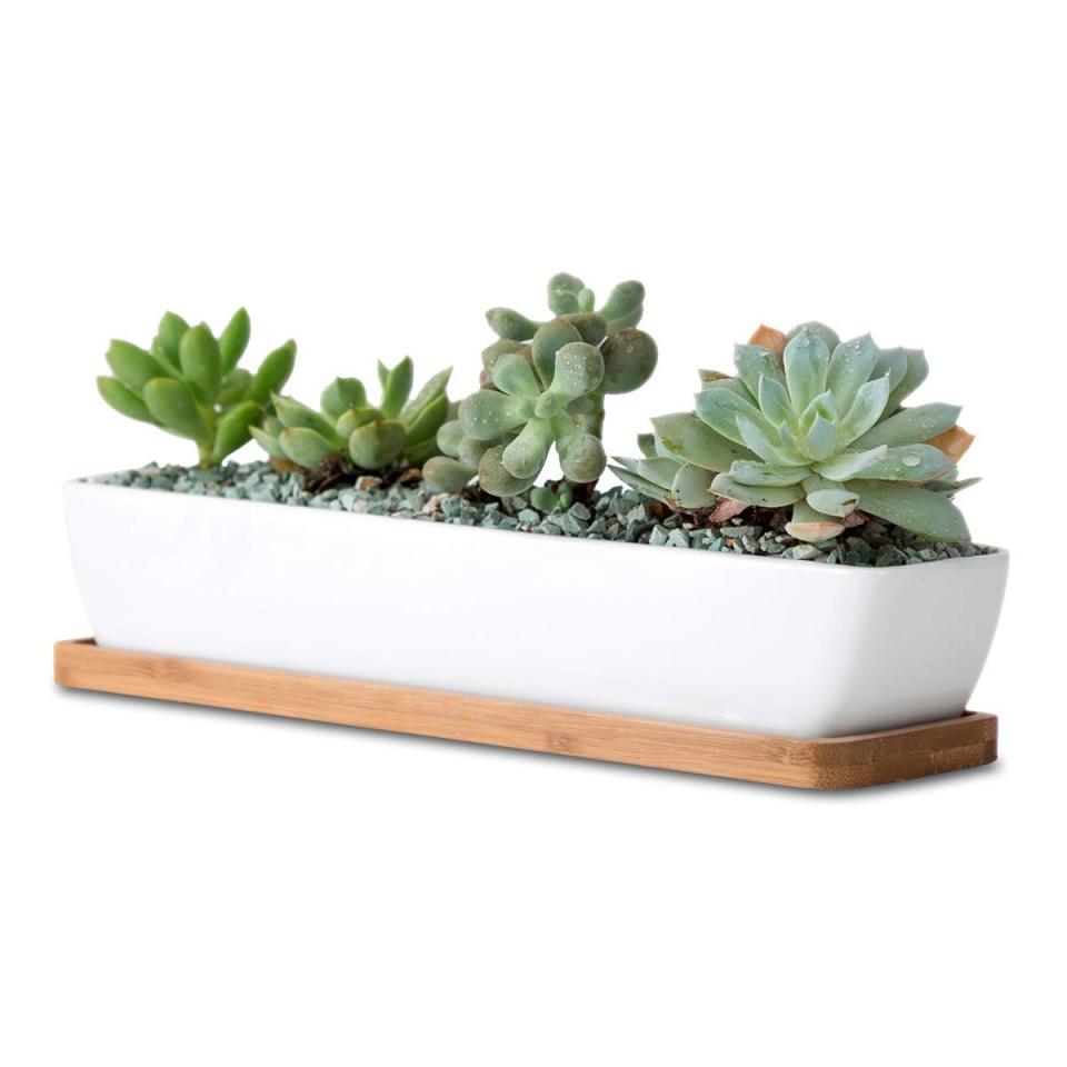 Succulent Planters